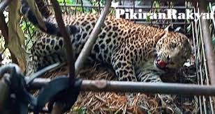 Check spelling or type a new query. Si Abah Macan Tutul Jawa Gunung Sawal Kembali Masuk Perangkap Pikiran Rakyat Com Halaman 2