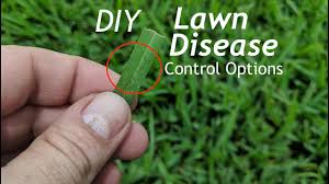 Then please submit it to us so we can make the clue database even better! How To Prevent Fungus In The Lawn Using Home Depot Products Lawn Fungus Control Youtube