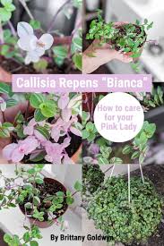The callisia is known as a fast growing plant which will reward any house plant hobbyist in no time. How To Care For The Adorable Callisia Repens Bianca