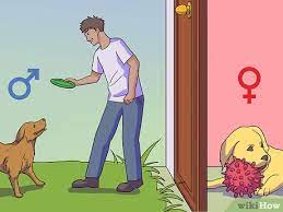 3 Ways To Calm A Male Dog When A Female Is In Heat Wikihow