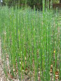 By brian barth landscape designer. The University Of Mississippi Landscape Services Department