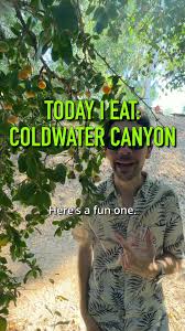 Image result for Dovyalis afra