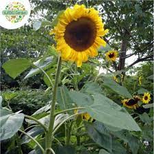 Bunga matahari adalah bunga yang dapat mencerahkan taman kita. Benih Biji Bunga Sunflower Bunga Matahari Giant Single 5 Benih Per Pack Shopee Indonesia