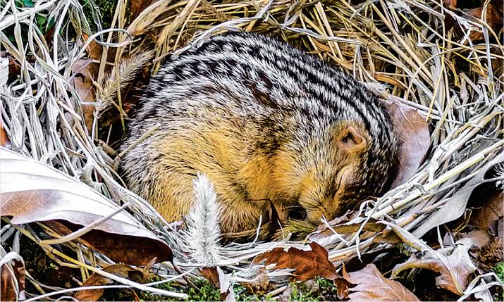 13-lined ground squirrel | Simanaitis Says