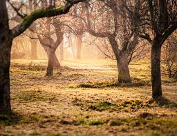 Free Photo Brown Trees And Green Grass Photo Taken Branches Morning Sun Trees Free Download Jooinn Check out our good morning images selection for the very best in unique or custom, handmade pieces from our craft supplies & tools shops. jooinn