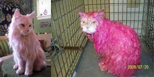 Dyeing A Cat Expectationvsreality