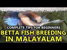 Betta Fish Breading Tips In Malayalam For Beginners Complete Tutorial Youtube