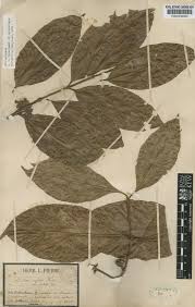 Image result for Hunteria congolana