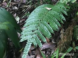 Image result for Didymochlaena truncatula