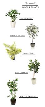 Guide To The Easiest Indoor Plants Easyhouseplants With Images Indoor Plants Plants Indoor Garden