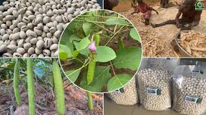 Image result for Canavalia ensiformis