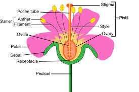 After reading wagons of the old west, please use labels to illustration to show where the parts of a schooner are. Parts Of A Flower Chart Danada