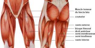 Ostéologie, myologie, vascularisation et innervation. Muscles Des Cuisses Quadriceps Ischios Anatomie Illustree Et Detaillee