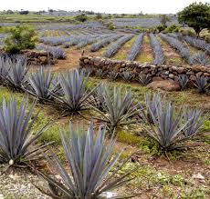 How to transplant a cactus. Why Is Blue Weber The Only Agave In Tequila Blue Agave Plant Agave Plant Cactus And Succulents