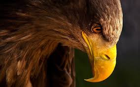 Maybe you would like to learn more about one of these? Eagle Wallpapers