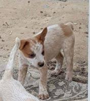Ankc registered breeder of australian stumpy tail. Australian Stumpy Tail Cattle Dog Breeders Links And Breed Information On Pups4sale Com Au