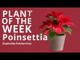 Image result for Euphorbia pulcherrima