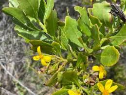 Image result for Osteospermum muricatum