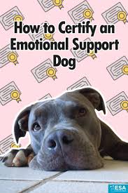 How To Certify An Emotional Support Dog Esa Doctors