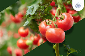 Expert Tips to Maximize Tomato Yields | NACL