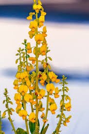 Image result for Crotalaria schliebenii