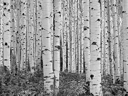 Eyes Flying Colorado Aspen Trees Photography Tree Photography Aspen Trees