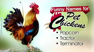 Funny Names For Your Pet Chickens Pet Ponder You can go for funny chicken names or funny rooster names, or you can opt for more classic monikers. funny names for your pet chickens pet