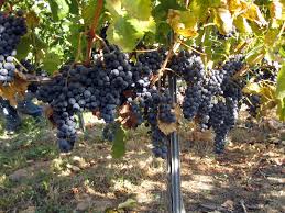 Wine Country Porn from the Yakima Valley - Northwest Wine Report