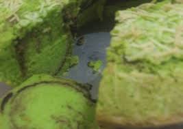 Resep bolu pandan jadul baking pan enak dan lembut takaran sendok. Bagaimana Membuat Bolu Pandan Panggang Lembut 3 Telur Anti Gagal Resep Kue Com