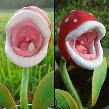 And all have fascinating stories to tell. 50 Rare Venus Flytrap Seeds Strange Beautiful Carnivorous Plant Seeds Flower Seeds Potted Home Food Cordyceps Other Odd Items