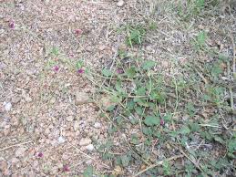 Image result for Boerhavia diffusa