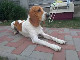 Image result for švycký honič