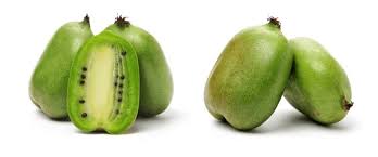 Image result for Actinidia