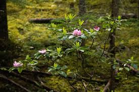 Image result for Rhipidoglossum microphyllum