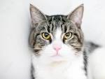 Domestic Shorthair-CAT-Male-Grey and White-2708292-Petland ...