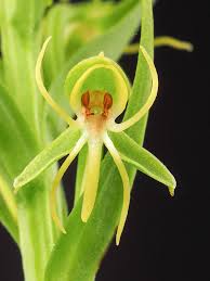 Image result for Habenaria filicornis