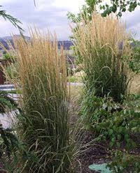 Free shipping on orders over $25 shipped by amazon. Ornamental Grasses For Landscaping Gardening In Borders Landscape Projects Ornamental Grasses Shade Garden