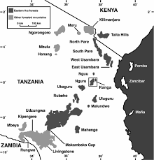 Image result for Schizozygia coffaeoides