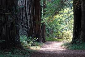 Places to backpack in california. The Best Northern California Spring Backpacking Trips 2021 Northern California Hiking Trails