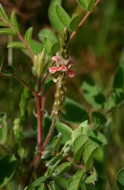 Image result for Indigofera astragalina