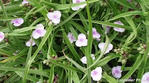 Maybe you would like to learn more about one of these? Spiderwort Concord Grape Tradescantia Andersoniana American Meadows