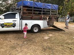 รถ กระบะ ขน วัว ปราจีนบุรี