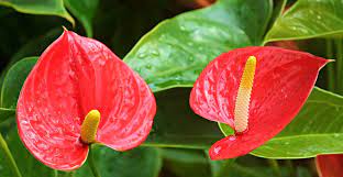 4 Best Plants For Valentine S Day Gifts Ask Wet Forget Different Types Of Flowers Anthurium Flower Plants
