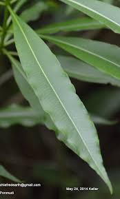 Image result for Alstonia venenata