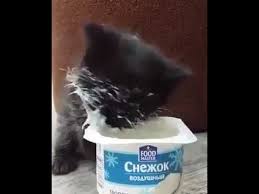 This removes the burden your cat's body would otherwise face when trying to break down lactose. Kitten Eating Yogurt Youtube