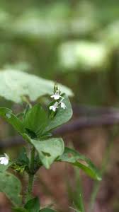 Image result for Justicia exigua