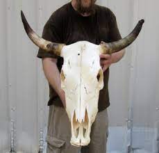 Small ceramic cow skull s.w. Cattle Skulls Cow Skulls Bull Skulls Imported From Africa