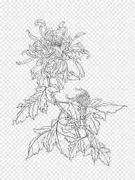 Chrysanthemum hortorum zum kleinen preis bestellen. Chrysanthemum Line Drawing Autumn Chrysanthemum Tea Line Drawing Png Pngwing