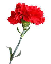 Faça o download de impressionantes imagens gratuitas sobre cravo vermelho. Cravo Vermelho Significado E Plantas Flores Cultura Mix Plantas Venenosas Cravo Vermelho Flores Vermelhas