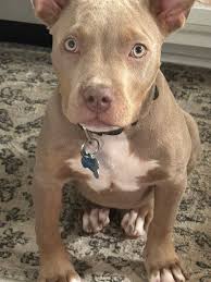 Foster-to-adopt applications for Zelda's puppies